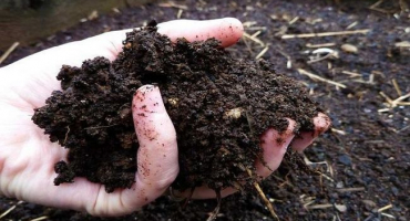 Kde získat drn, z jakých oblastí se sklízí a aplikace